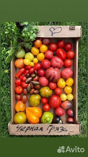 Домашние помидоры и огурцы