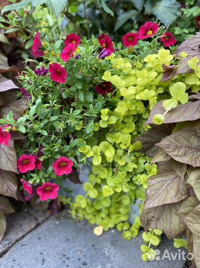 Лизимахия золотая (вербейник монетчатый)