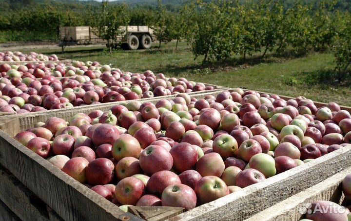 Вахта Сборщик яблок