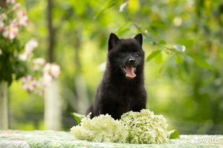 Шипперке(схипперке)