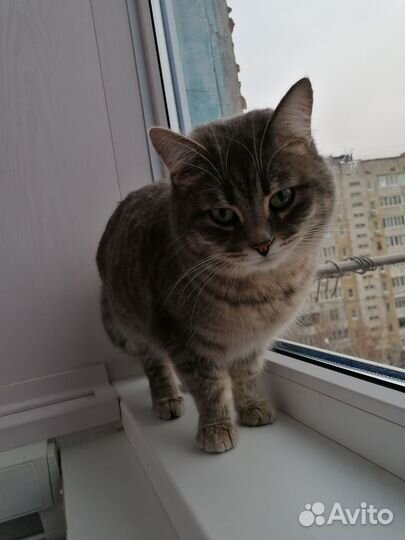 Шотландская