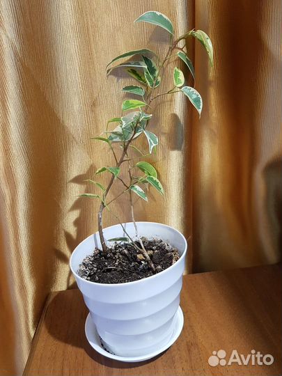 Фикус Бенджамина с пестрыми листьями