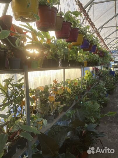 Сциндапсусы сортовые из питомника