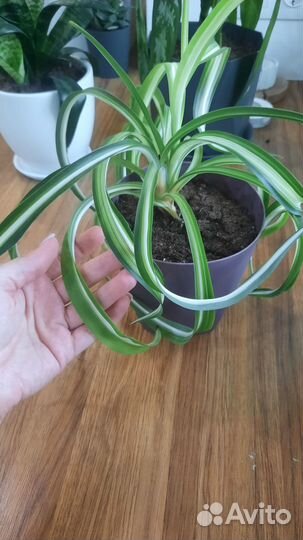 Продам комнатные растения