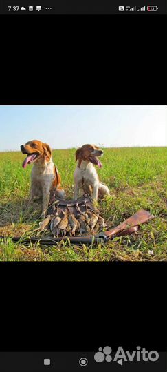 Охота на перепела, проживание, беседки, рыбалка