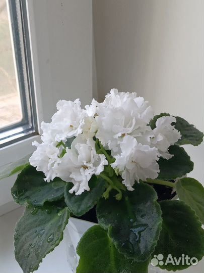 Фиалки сортовые