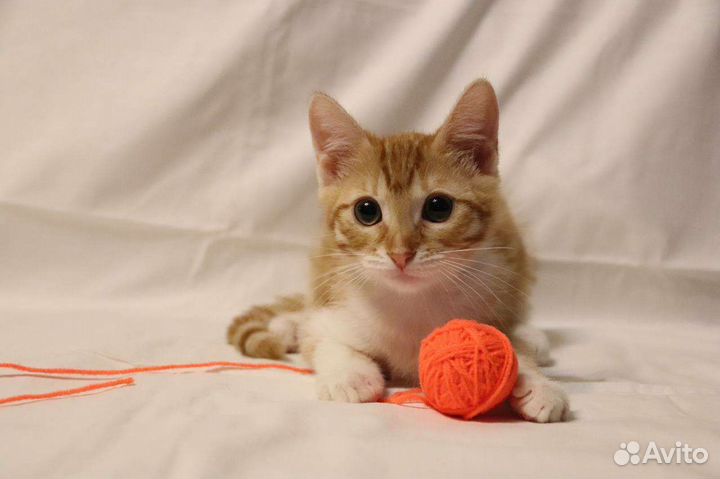 Рыжики в дар бесплатно