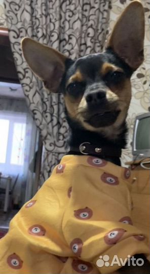 Собачка кобель