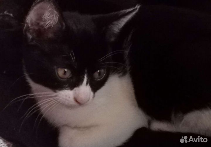 Котята в дар