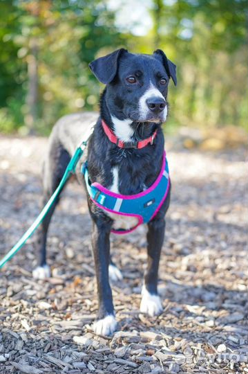 Полюшка ищет дом