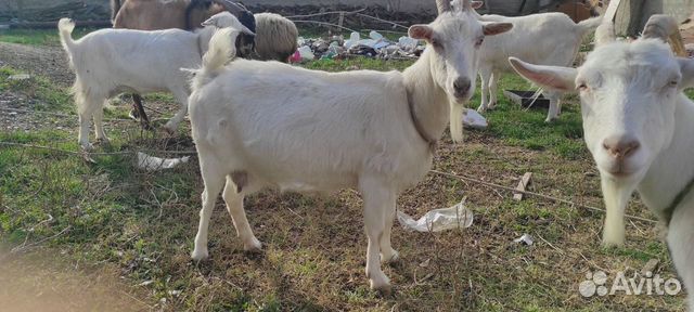 Породистые козы молочные объявление продам