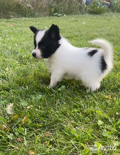 Щенки папийона