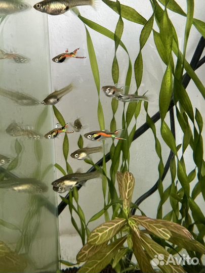Аквариумные рыбки гуппи