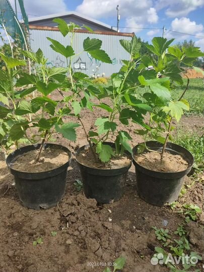 Саженцы черной смородины 