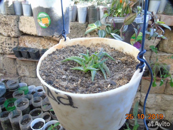 Алоэ: Столетник, Вера