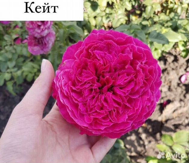 Саженцы роз