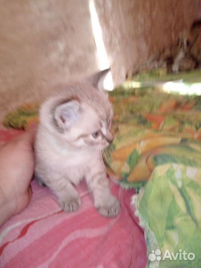 Котик в добрые руки)