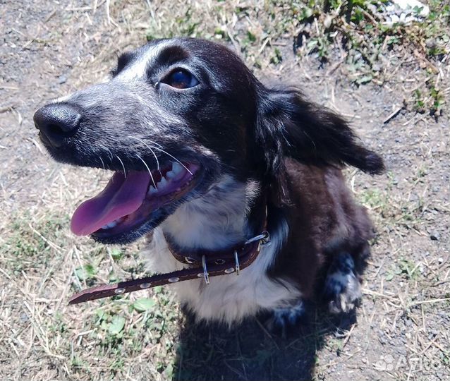 Щенки спаниеля