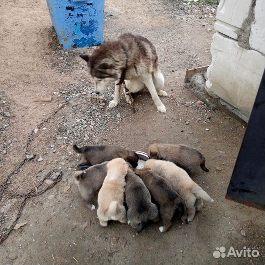 Отдам щенков метисы