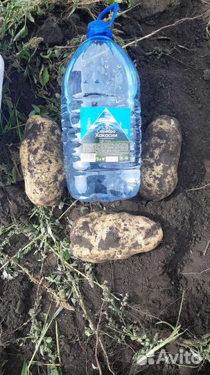 Продам картофель