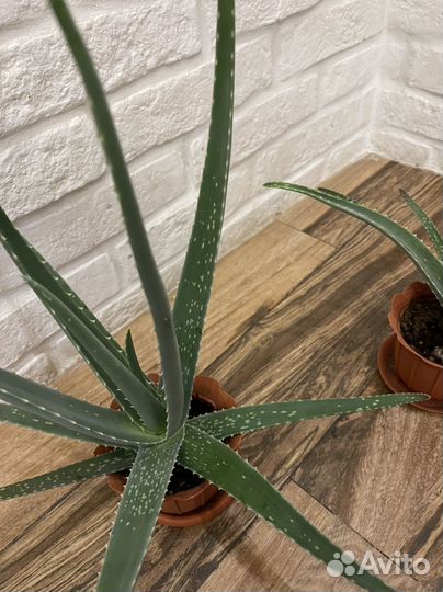 Алоэ Вера, которое так же называют настоящим