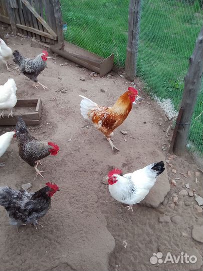 Молодые петухи