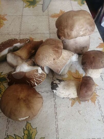 Дом 90 м² на участке 13 сот.