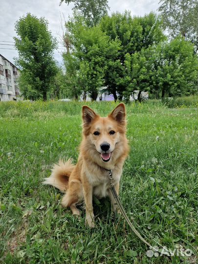 Собака акита ину