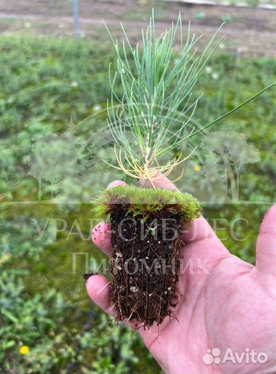 Горная сосна Мугус с зкс сеянцы