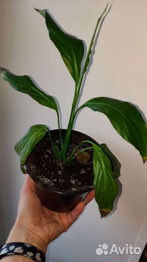 Спатифиллум (женское счастье)или меняю