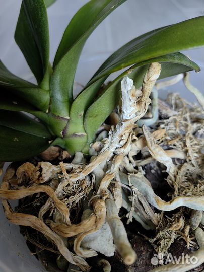 Орхидея фаленопсис Kimono