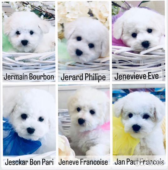 Щенки Бишон Фризе