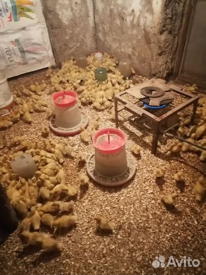 Утки башкирские