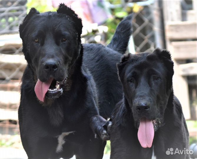 Девочки С.А.О