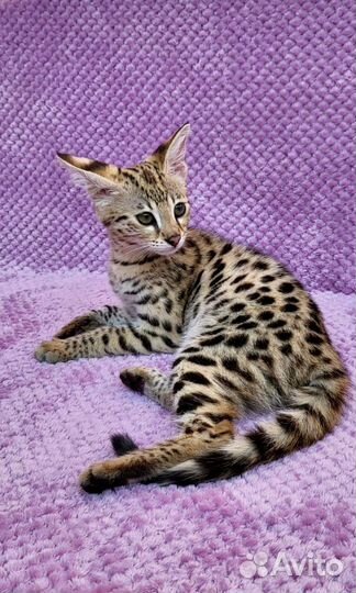 Саванна ф1 девочка