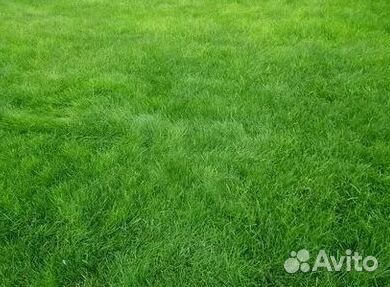 Газон рулонный гарантия