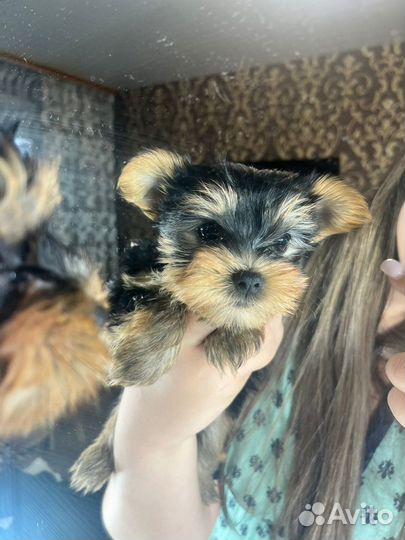 Йоркширский терьер