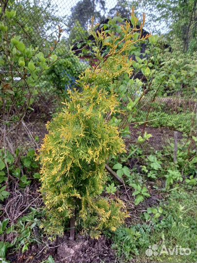 Туя заподная Голд Смарагд,Брабант