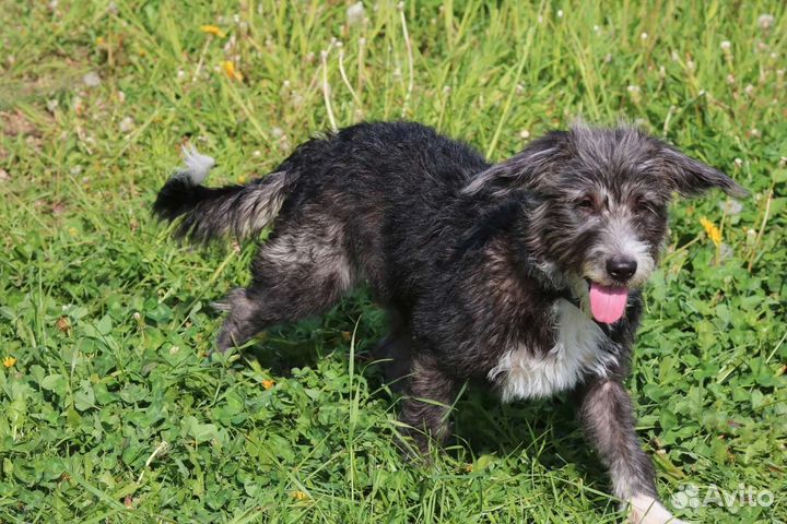 Ласковая Манечка, стерилизована