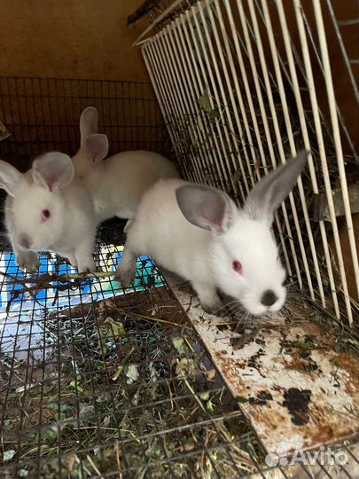 Калифорнийские кролики