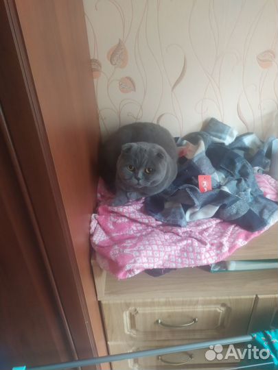 Отдам кошку в добрые руки
