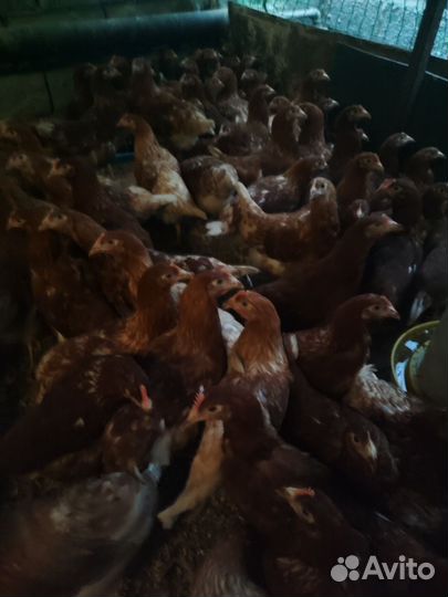 Куры молодки несушки