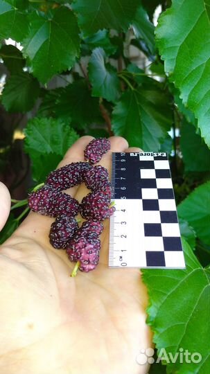 Черенки шелковиц + саженцы