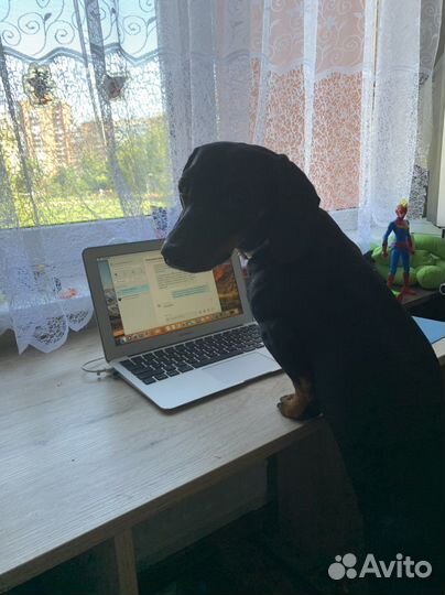 Вязка кобель такса