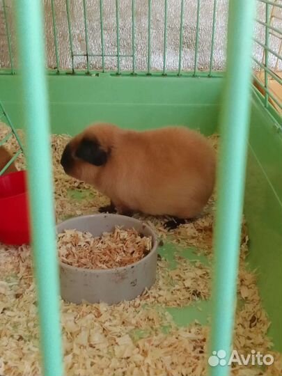 Морская свинка американский тедди