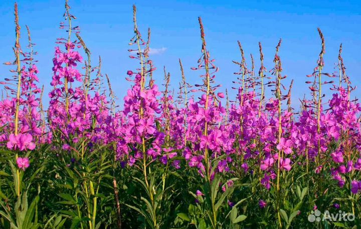 Иван чай ферментированный