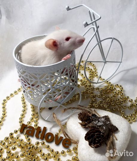 Крысята дамбо от ratlove
