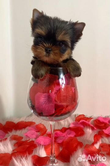 Клубные мини Йоркширский терьер