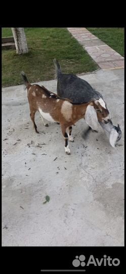 Нубийские козы
