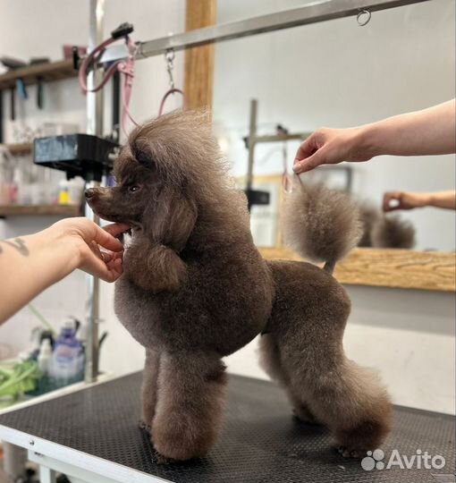 Миниатюрный пудель. Вязка